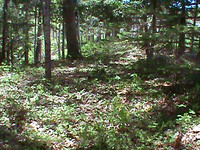 Nova Scotia Real Estate - Mahone Bay Building Lot
